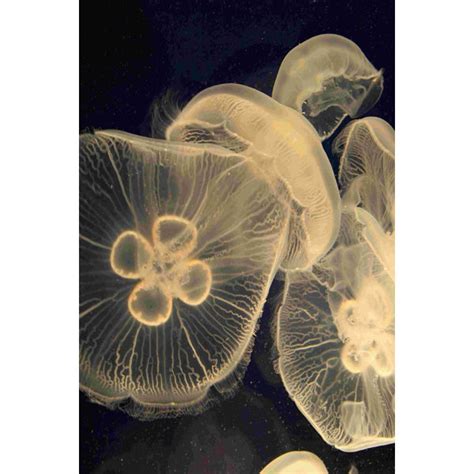 Rosecliff Heights Graphic Jellyfish I On Canvas By Vision Studio Painting Wayfair