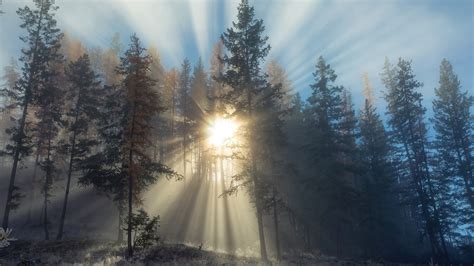 Sunlights In Winter Forest Wallpaper For 1920x1080