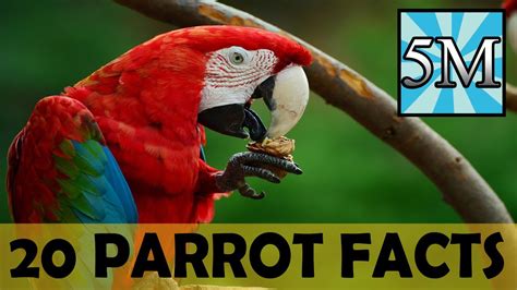 20 Parrot Facts Youtube