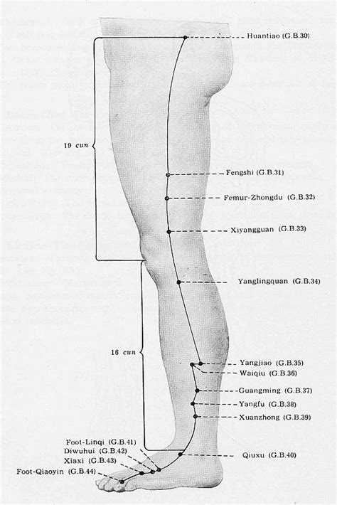 Acupressure Points Leg Chart