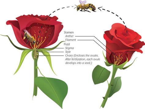 Rose Parts Diagram