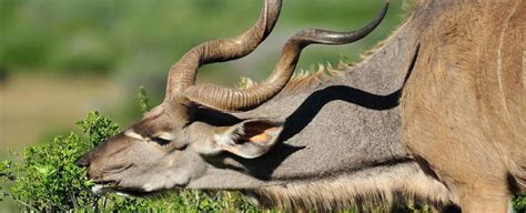 Greater Kudu - A Gracious Antelope - Shamwari Private Game Reserve