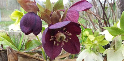 Hellebores January Plant Of The Month All Seasons Landscape
