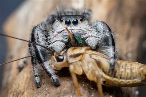 What Do Spiders Eat The Complete Guide School Of Bugs