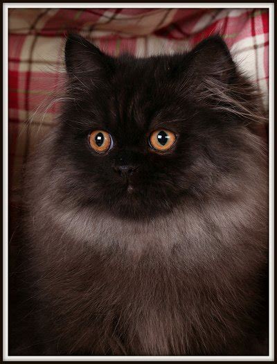 Black Persian Kittens For Sale Black Kittens Black Persian Kittens