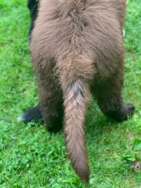 What Is That Dark Patch On My Dogs Tail My Brown Newfies