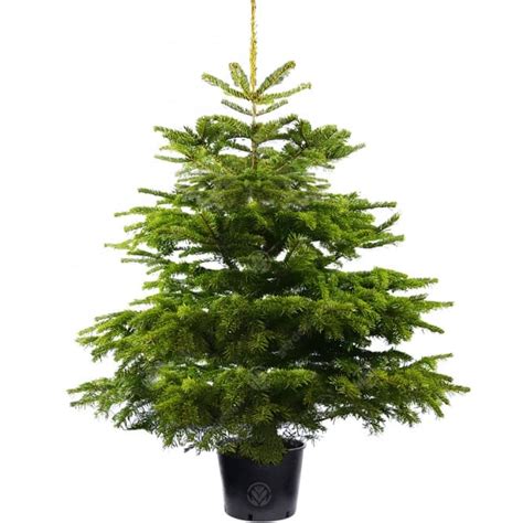 Pot Grown Nordmann Fir Badger Hill Christmas Trees