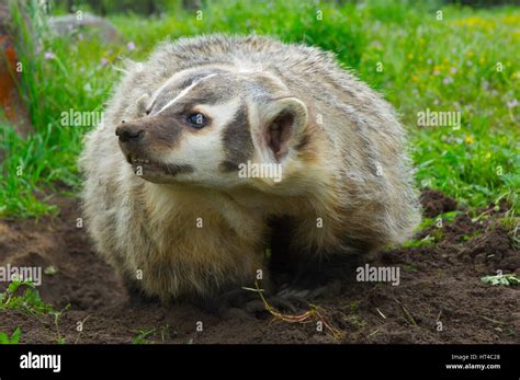 Angry American Badger Next To Burrow With Green Grass And Flowers Stock