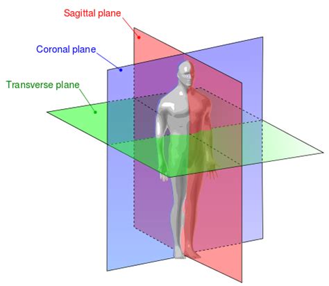 The mouth is anterior to the nose. Biomechanics Vocab and Basics