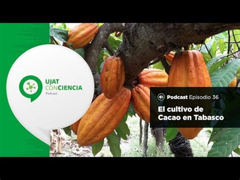 El Cultivo De Cacao En Tabasco Ucc Youtube