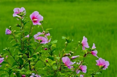 Other native and popular flowers of south korea. Korean Yun's happily Malaysia life : The national flower ...