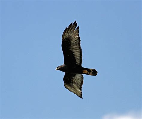 Pioneer Birding Tx April Zone Tailed Hawk