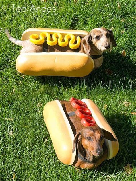 Hot Dogs Dog Halloween Costumes Funny Animals Dachshund Puppies