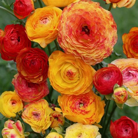 The New Style Has Arrived Seeds Ranunculus Flowers Orange Buttercup