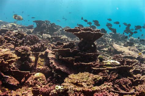 Coral Reefs Are Dying Just When We Need Them Most