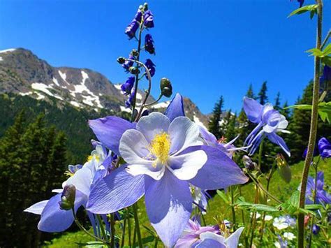 Protrails Wildflowers Of The Rockies Photo Gallery Rocky Mountain