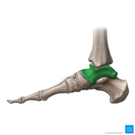 Subtalar Joint Bones Ligaments Movements Kenhub