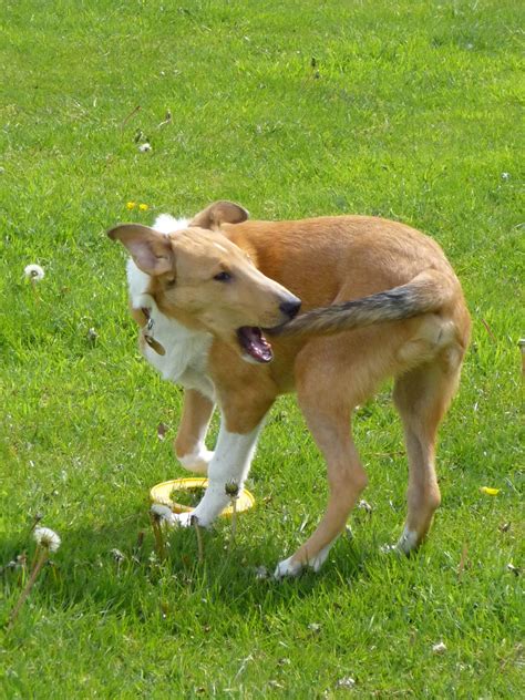 The Dog Chasing Its Tail Only Digs A Bigger Circle