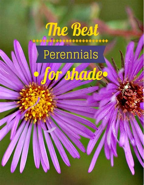The Best Perennials For Shade Best Perennials For Shade