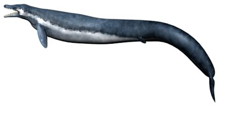 Lostbeasts Basilosaurusthis Was The Largest Prehistoric Whale