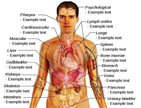 Male Human Body Organs Diagram Anatomy System Human