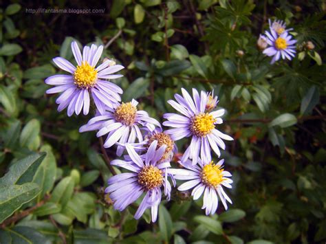 Fiori gialli tipo margherite from cdn.pixabay.com. In nome dei fiori: Astro alpino: margherita dai petali viola