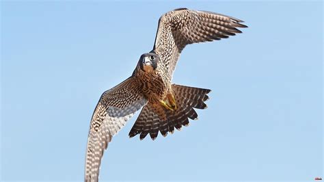 Rare Species The Peregrine Falcon Almost Became Extinct Now The Lord