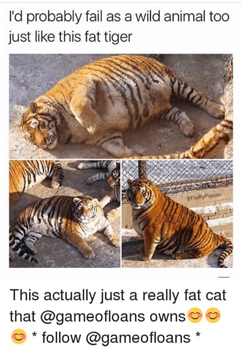 Funny Fat Cat Memes Of 2017 On Sizzle Sinking