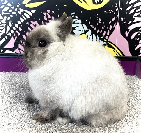 Netherland Dwarf rabbit Rabbits For Sale | Frazier Park, CA #338497