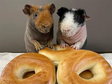 The Ultimate Hairless Guinea Pig Care Guide The Pet Staff