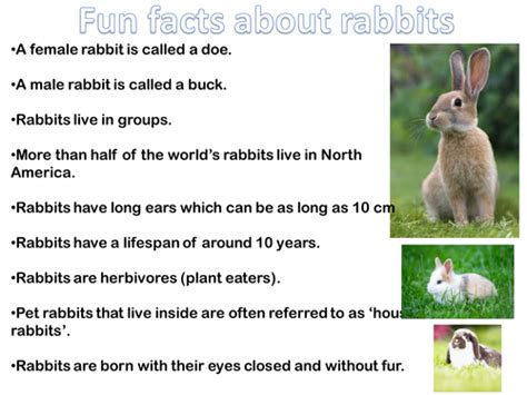 Rabbit Fun Facts Sheet By Misspkaur Teaching Resources Tes