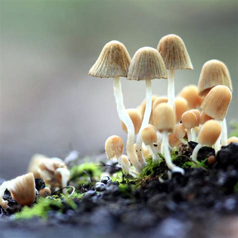 11 Ways Fungi Could Save The Planet Togetherband