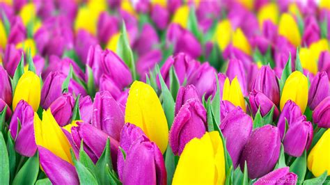Yellow And Purple Tulips Wallpapers Hd Free Desktop Backgrounds