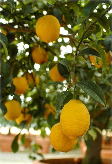 Citrus Limon Lunario Xxl Lemon Four Seasons Lemon Flora Toskana