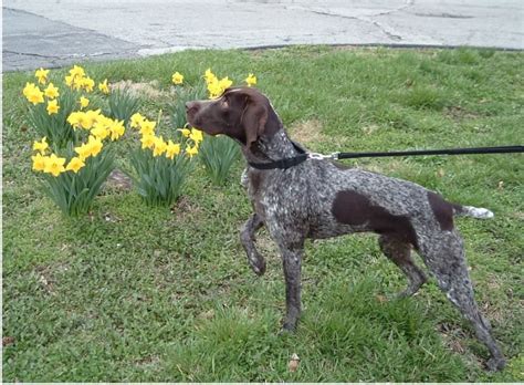 Our focus on every aspect of the breed is what brings our program to the front of the pack. German Shorthaired Pointer - My Dog Breeders - Part 139