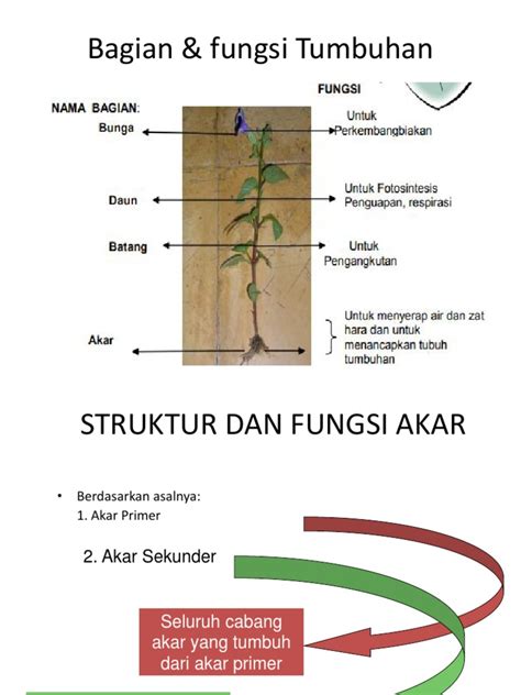 Struktur Dan Fungsi Jaringan Tumbuhan Pdf Riset