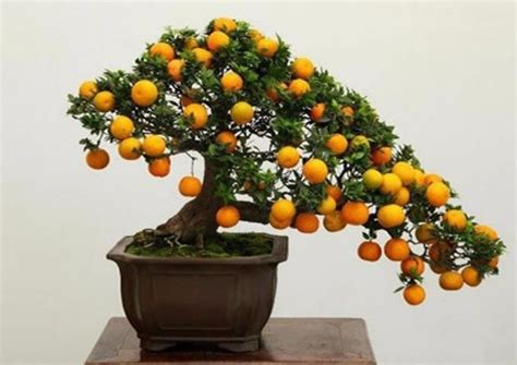We did not find results for: A bonsai tree can grow small or full-sized citrus fruit ...