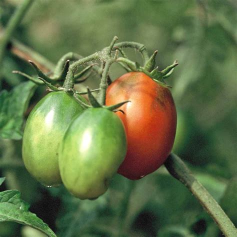 Black Plum Tomato Seeds Terroir Seeds