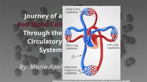 Journey Of A Red Blood Cell Through The Circulatory System By On Prezi