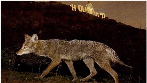 We are subsidizing the coyotes with these. Doublethink Leaves LA Torn Between Coyotes and Feral Cats
