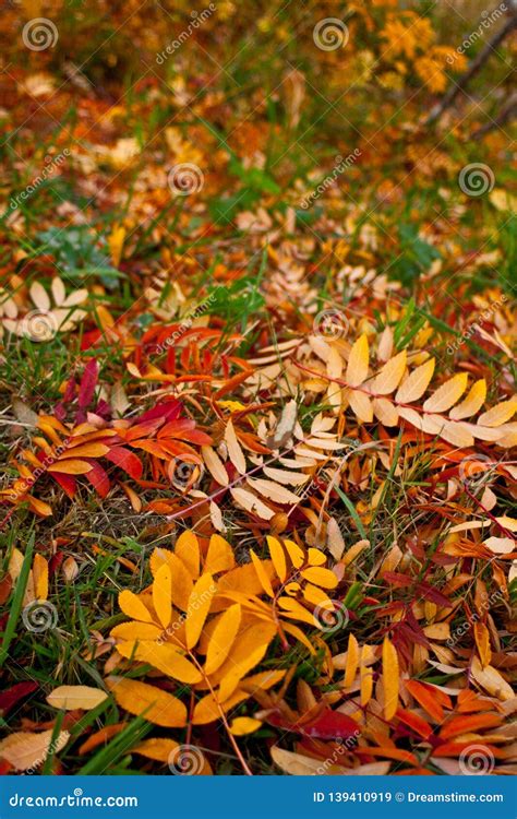 Floor Covered With Autumn Leaves Stock Image Image Of Floor Yellow