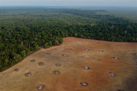 D Forestation En Amazonie Causes Cons Quences Ce Quil Faut Savoir