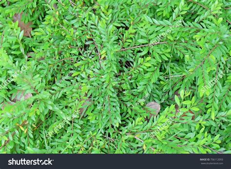 Ecology Concepts Background Green Phyllanthus Myrtifolius Stock Photo