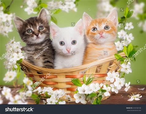 Three Multicolored Kitten Sitting Basket Surrounded Stock Photo