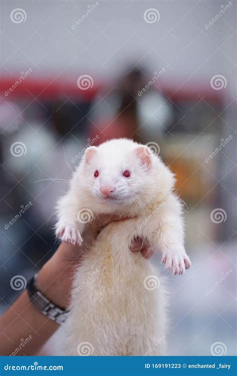 Ferret A Hand Holding A Cute White Ferret With Red Eyes Stock Image