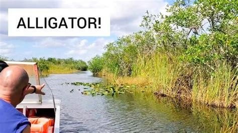 One Day In Everglades National Park 🐊 Alligator And Crocodile Sightings