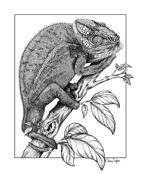 Chameleon Drawing Pencil Sketch Colorful Realistic Art Images