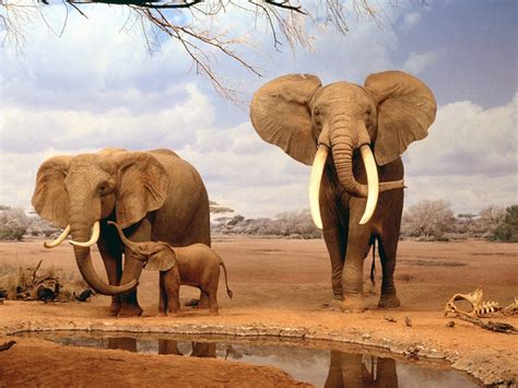 Are We There Yet Wallpaper Elephants Animals Wallpapers In  Format