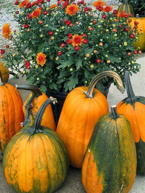 Repurposed For Life Beautiful Fall Pumpkins
