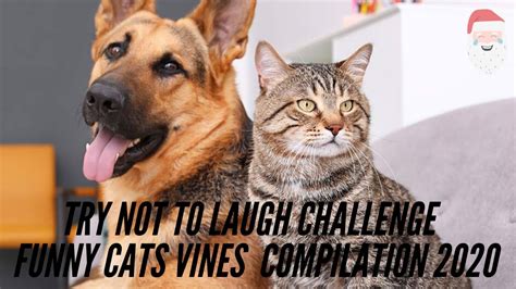 Try Not To Laugh Challenge 😸🐶 Funny Cats Vines Compilation